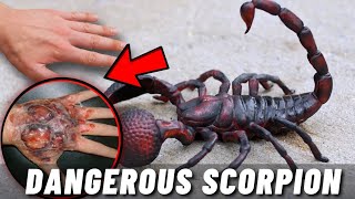 TOP 10 MOST DANGEROUS SCORPIONS IN THE WORLD [upl. by Jerad729]