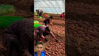 Caring for and harvesting potatoes in China sonasmr [upl. by Melia979]