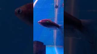 This Looks Like Ministure Pacu Fish 🧐 Tamil kolathurmarket aquariumfish shorts youtubeshorts yt [upl. by Nnylkcaj]