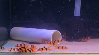 Clown Loach Available in stock 23062024 [upl. by Abbye647]