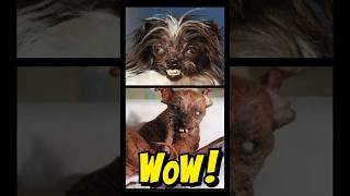 Top 3 UGLIEST DOGS  shorts dogs [upl. by Nixie]