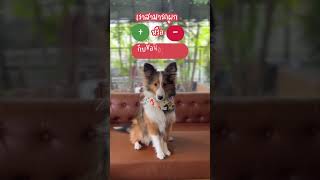 อย่าดุหมาด้วยชื่อ Ep1 woofyandco dog dogtraining dogtricks ฝึกหมา หมาน่ารัก หมาน้อย [upl. by Terzas]