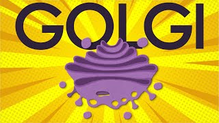 Golgi apparatus structure and function [upl. by Keegan136]