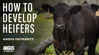 How to Develop Heifers  Heifer Development 101 [upl. by Helbona620]