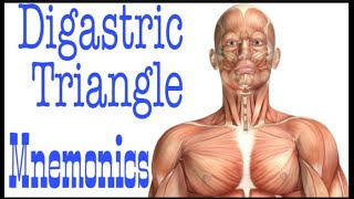 Digastric Triangle of Neck MNEMONICS  Anterior Triangle [upl. by Hoebart745]