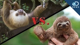 Why Are There 2Toed and 3Toed Sloths [upl. by Niltac]