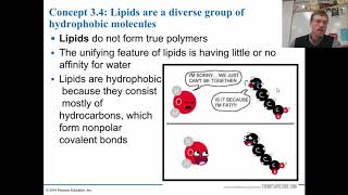 AP Bio 324 Polymers Carbohydrates and Lipids [upl. by Aisayt680]