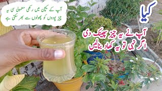 How to make fungicide and fertilizer for plants  khad banane ka asaan tarika [upl. by Millan]