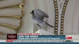 CNN Hawk invades in Library of Congress [upl. by Malone179]