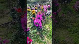 Beautiful Flowers  Chrysanthemum Plant Flower viralvideo youtubeshorts plant viralvideo flower [upl. by Lunn]