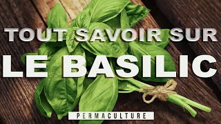 Tout savoir sur le basilic et sa culture [upl. by Terrab]