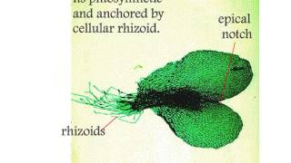 Pteropsida Life Cycle of Nephrolepis [upl. by Eimoan]