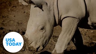 Baby white rhino at San Diego Zoo named Neville  USA TODAY [upl. by Bloomer736]