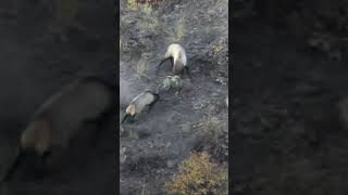 Fighting Mature Bull Elk on open hill side elkhunt elk hunting [upl. by Ellehsem]