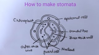 how to draw stomata drawing class 10 open stomatal pore artwithsejaltripathi1579 [upl. by Bodi924]