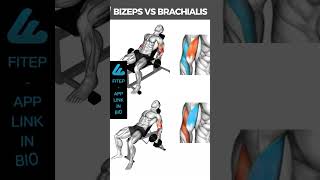 Bizeps VS Brachialis Fokus  Schrägbank Curls Bizepstraining bizeps trainingstipps krafttraining [upl. by Lugar]