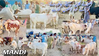 Today zahir peer mandi latest Rotineprinted Bulls in zahir peer cow mandChota gulabi sasta mal [upl. by Aicined]