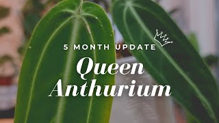 Five Months Later  Anthurium Warocqueanum Acclimation [upl. by Dardani]