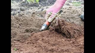 How to Plant Astilbe [upl. by Kcirderf]