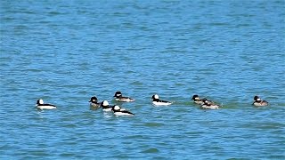 Bufflehead Flock Diving In The Water  Diving Ducks [upl. by Chong]