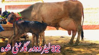 Jarsi Frzian Cross Cow 32KG Milk 🥛 YouTube 14 7 2024 [upl. by Itoc340]