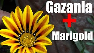 744 Gazania and Marigold Ko New Way Se Grow Kya  How to Collect Marigold Seeds From Flower [upl. by Halette]