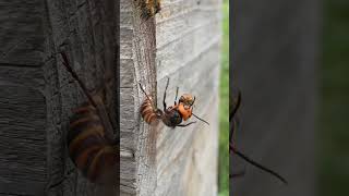 Super Brave Honeybee Fights Off Giant Hornet from the Hive [upl. by Garges656]