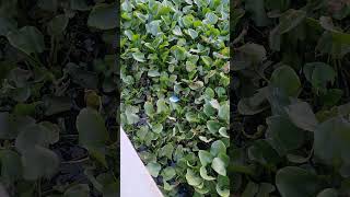 water hyacinth water hyacinths 🪻 farming viralvideo viewbots support bangla [upl. by Nitsid]