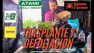 Trasplante defoliación y vemos las plantas en sus 40 días [upl. by Danais]