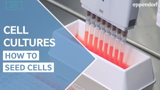 How to seed cells correctly Cell Culture Do´s and Don´ts Part 1 [upl. by Letreece]