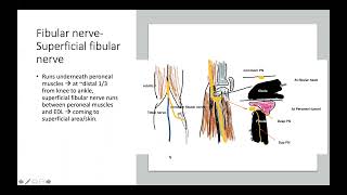 US Lower Limb Part II Distal Leg muscles amp nerves [upl. by Yewed]