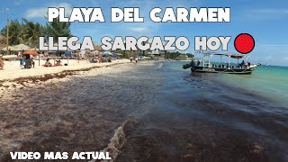 PLAYA DEL CARMEN🚨HOY 2 MARZO 2024  PLAYA MAMITAS SARGAZO ULTIMA HORA [upl. by Lyris]