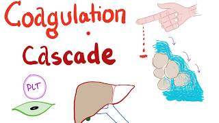 The Coagulation Cascade  Intrinsic amp Extrinsic Most COMPREHENSIVE Explanation  Hematology [upl. by Christian]