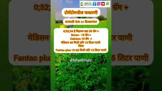 टोमॅटो फवारणी 5 व 6 tomatospray 5 amp 6 ytshortsindia sahyadriagro agriculture ytshort tomato [upl. by Torrence]