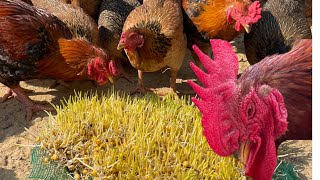 Chicken Farm  How to grow corn sprouts in the sand to make chicken food [upl. by Aivatan]