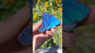 Insane blue labradorite specimen thefinders gemstone labradorite [upl. by Mcnair]