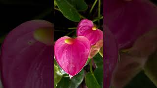 flower plants anthurium garden flowershop love nature srilanka galle beautiful lovemusic [upl. by Wat]