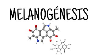 Melanogénesis Estructuras y proceso de melanogénesis [upl. by Eedrahs]