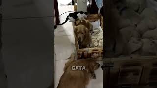 Esta Gata no puede dormir sin sus mejores amigos Perros [upl. by Nofets]