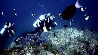 Maldives Ellaidhoo Diving Clip [upl. by Petrie]