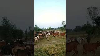 Pakistani cholastani sahiwal breed cowshortvideo [upl. by Saturday]