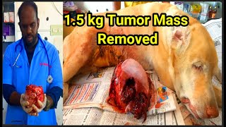 15 kg Tumor Mass  Mammary Cancer removed surgically in Labrador Dog [upl. by Sheldon]