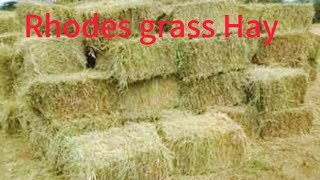 Hay making process  Rhodes grass hay [upl. by Harper]