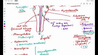 NMDA Receptor [upl. by Nadda]