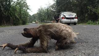 Upclose footage of sloth crossing the road [upl. by Jackquelin]