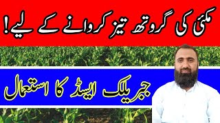 How to Use Gibberellic Acid in Autumn Maize  Bilal Kanju Official [upl. by Colier]