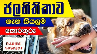 ජලභීතිකාව ගැන දැනගත යුතු සියල්ල  rabies symptoms  Rabies sinhala Jalabhithikawa [upl. by Einnaj602]