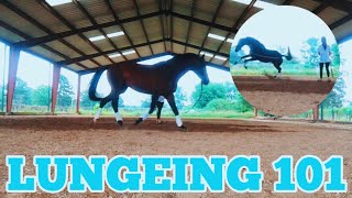 LUNGING YOUR HORSE  tips amp tricks [upl. by Dinnage]