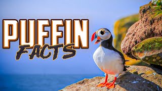 Puffin Facts [upl. by Ury]