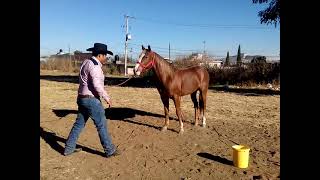 Entrenando caballo a reverencia 2 [upl. by Haem75]